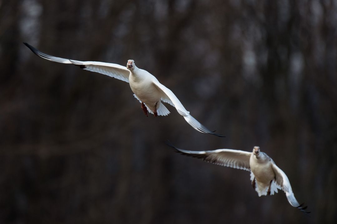 Snow Geese Flying in Tandem Over Dark Woodland Background During Winter Migration Close-up