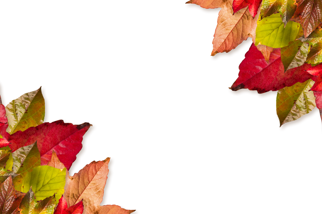 Colorful Autumn Leaves on Transparent Background Isolated - Download Free Stock Images Pikwizard.com