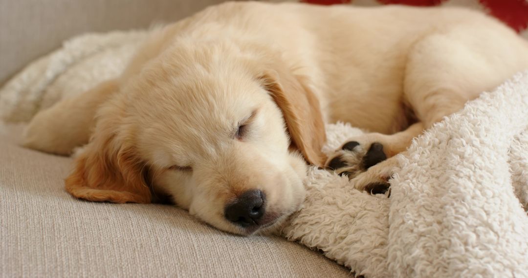 Golden retriever puppy sleeping on beige sofa with fleece blanket, paw visible, cozy nap