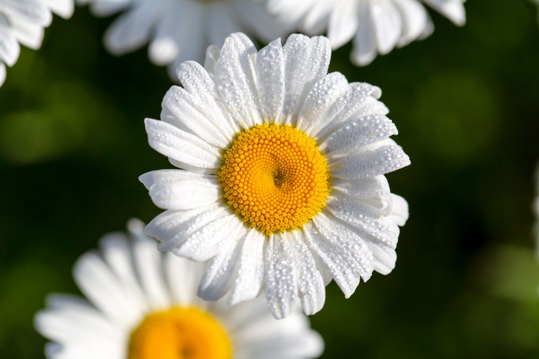 Dew-Covered White Daisy Macro Close-Up with Golden Center and Morning Bokeh