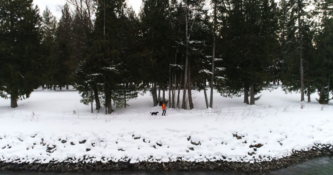 Person Walking Dog in Snowy Winter Forest by River - Free Images, Stock Photos and Pictures on Pikwizard.com