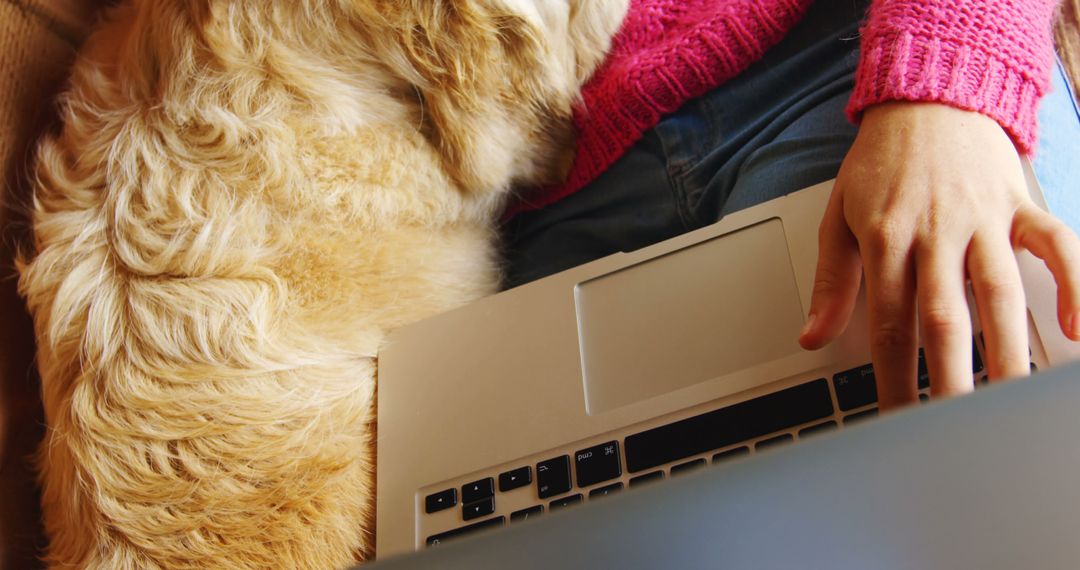 Person Working on Laptop with Dog Relaxing Beside - Free Images, Stock Photos and Pictures on Pikwizard.com