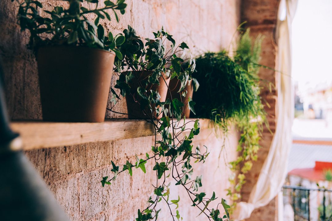 Sunlit Balcony Showcasing Trailing Ivy and Potted Herbs on Rustic Brick Wall