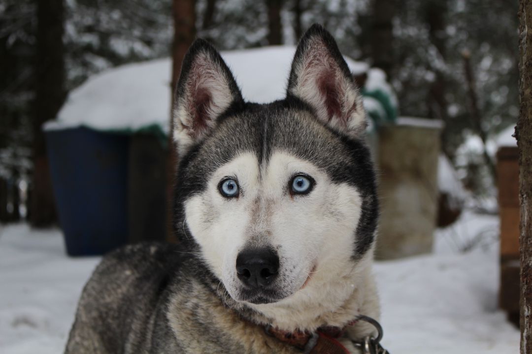 Close-Up of Blue-Eyed Siberian Husky in Snowy Forest - Free Images, Stock Photos and Pictures on Pikwizard.com