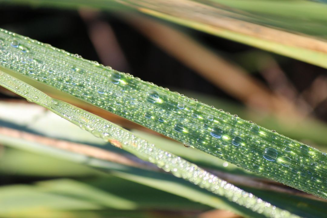 Morning Dew on Green Grass Blades in Sunlight - Free Images, Stock Photos and Pictures on Pikwizard.com