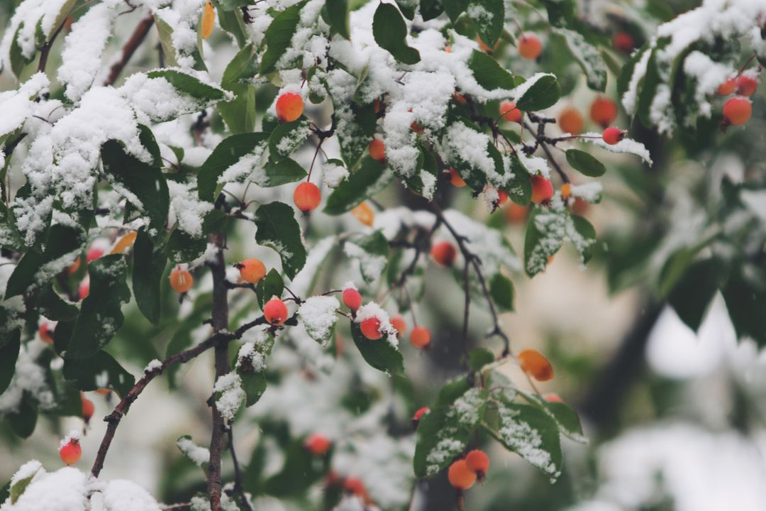 Snow Covered Tree Branches with Bright Berries in Winter - Free Images, Stock Photos and Pictures on Pikwizard.com