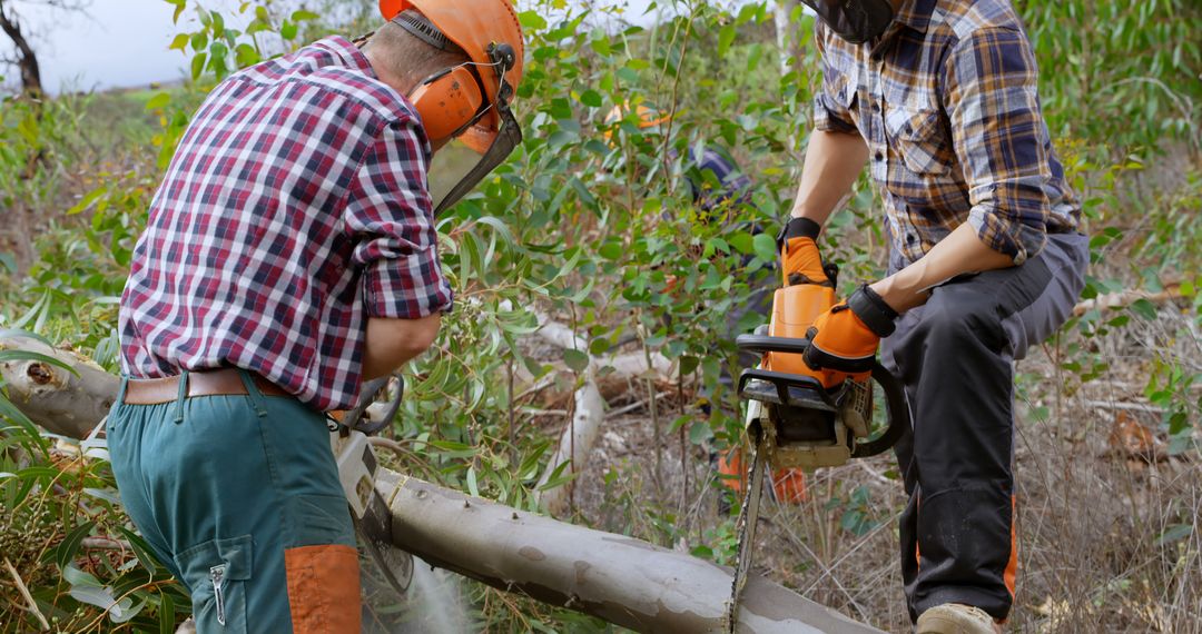 Lumberjacks Cutting Tree with Chainsaw in Forest - Free Images, Stock Photos and Pictures on Pikwizard.com