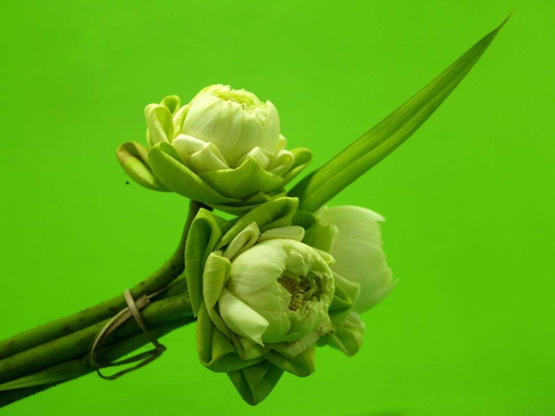 Budding White Lotus Flowers Isolated Against Green Background - Free Images, Stock Photos and Pictures on Pikwizard.com