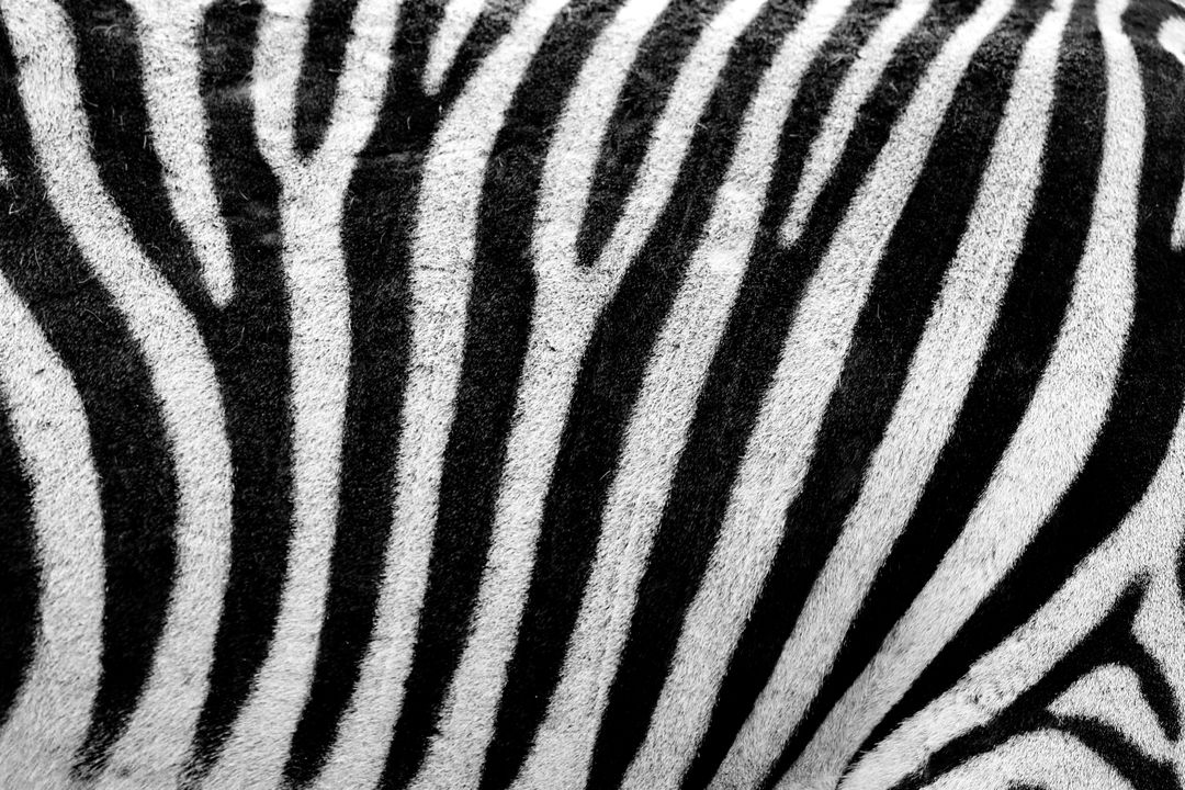 Zebra Texture - Free Images, Stock Photos and Pictures on Pikwizard.com