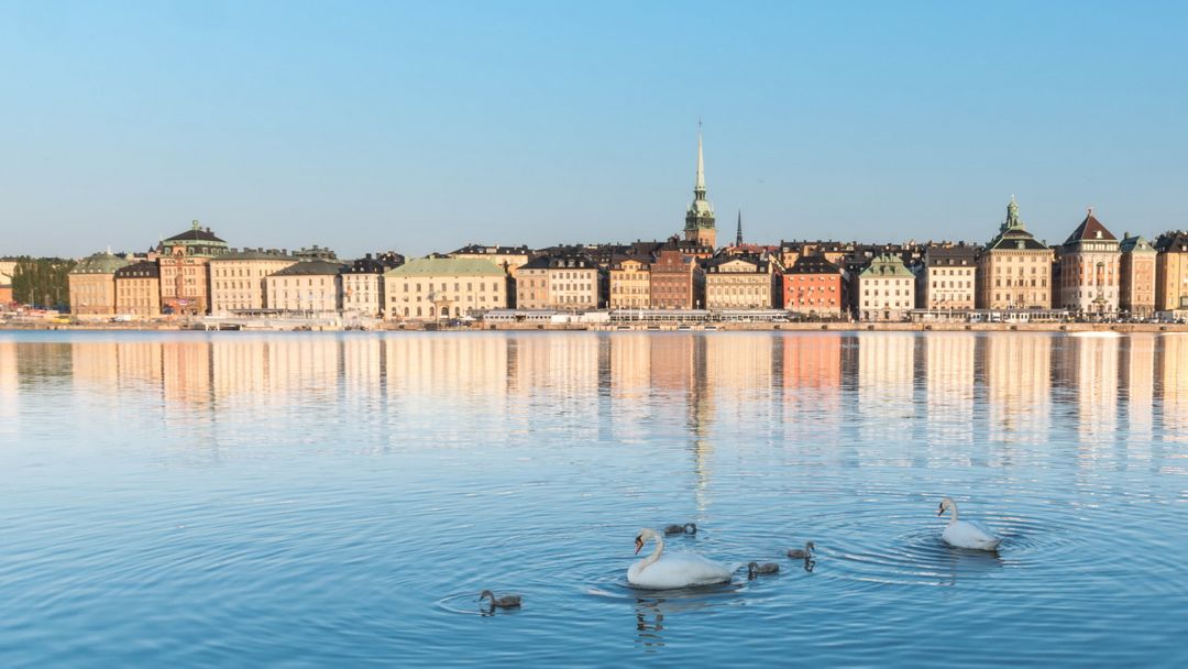Beautiful Waterfront View of Stockholm City with Swans - Free Images, Stock Photos and Pictures on Pikwizard.com