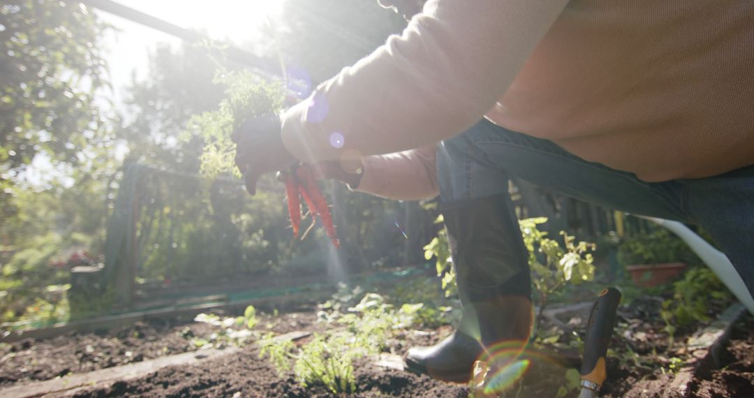 Person Harvesting Fresh Carrots in a Sunlit Garden - Free Images, Stock Photos and Pictures on Pikwizard.com