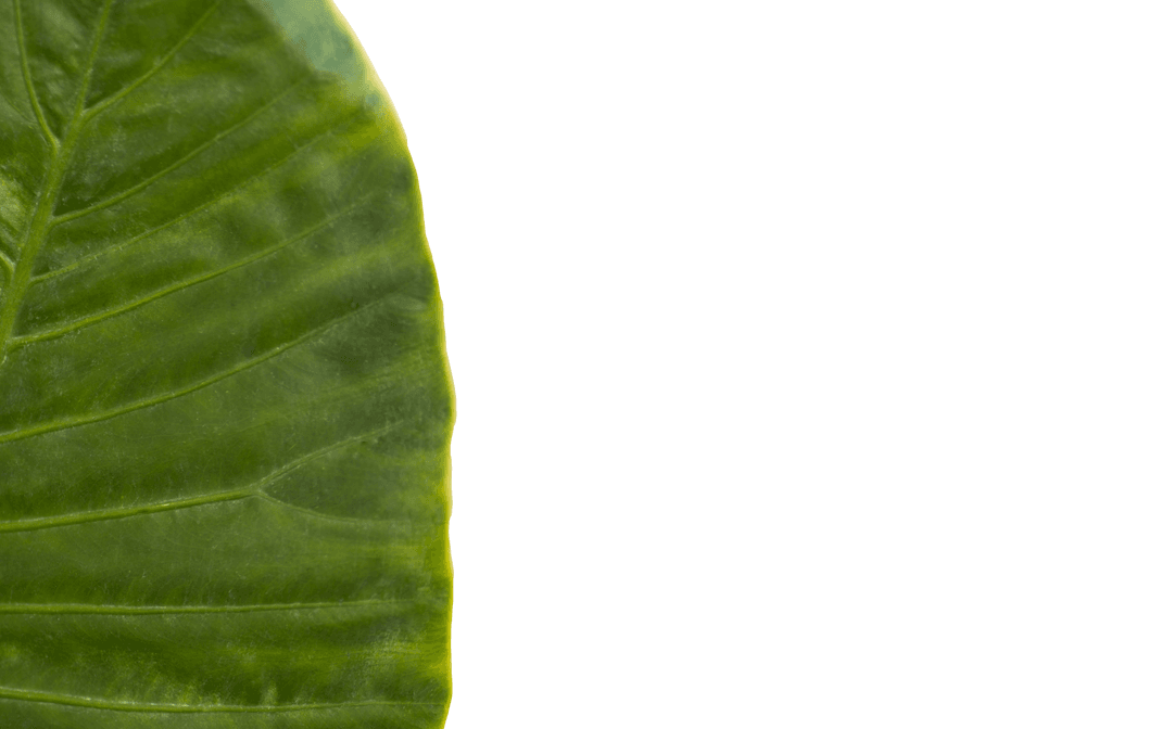 Green Leaf on Transparent Background for Nature Concepts