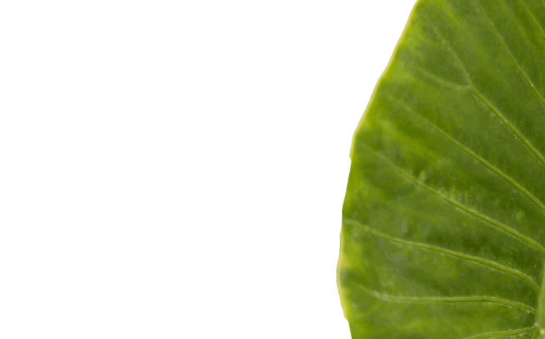 Close-Up Transparent Green Contoured Leaf Vector Nature Background