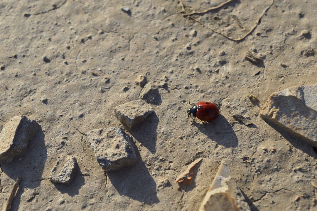 Red Ladybug Crawling on Sunlit Ground with Small Rocks - Free Images, Stock Photos and Pictures on Pikwizard.com
