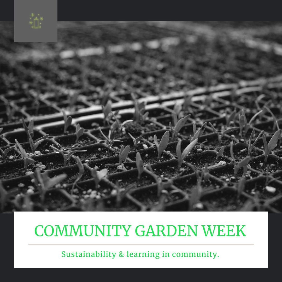 Community Garden Week Seedlings in Rows