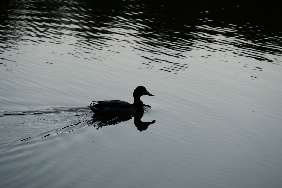 Duck Silhouette on Tranquil Lake at Dusk - Free Images, Stock Photos and Pictures on Pikwizard.com
