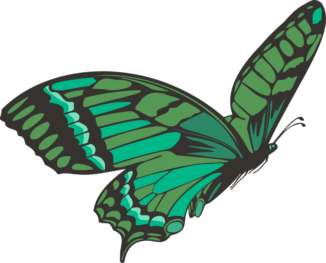 Transparent Green Teal Butterfly with Black Outline Vector Illustration