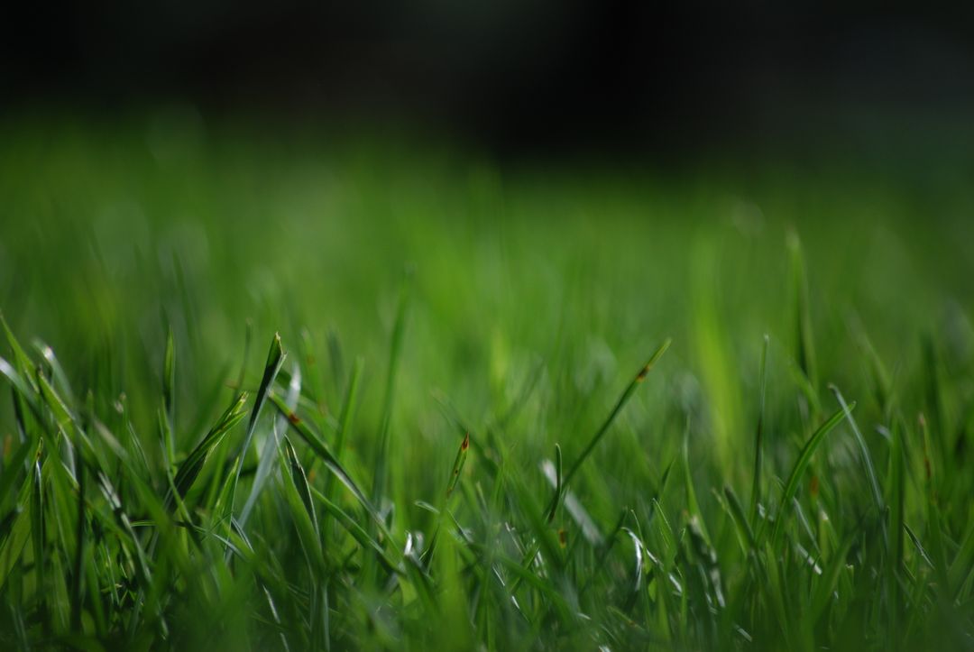 Close-Up of Green Grass with Dew in Soft Focus - Free Images, Stock Photos and Pictures on Pikwizard.com