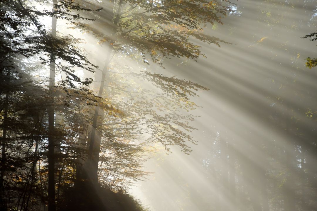 Sunlight Filtering Through Forest Trees in Morning Mist - Free Images, Stock Photos and Pictures on Pikwizard.com