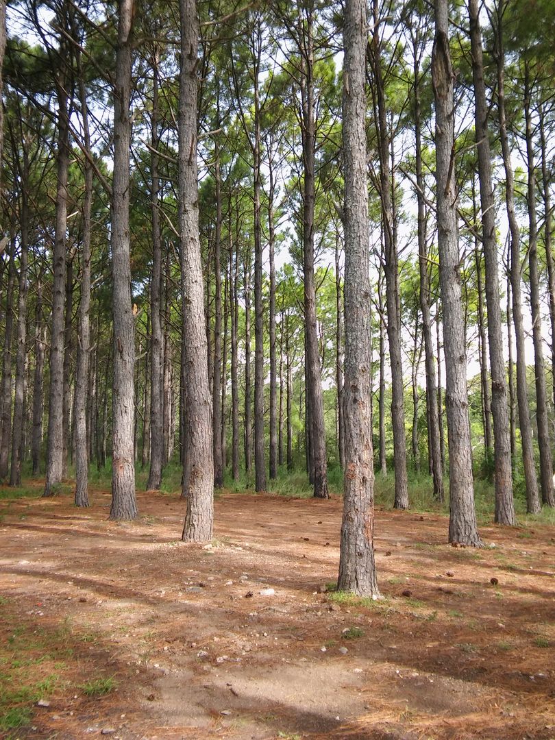 Tall Pine Trees in a Dense Forest - Free Images, Stock Photos and Pictures on Pikwizard.com