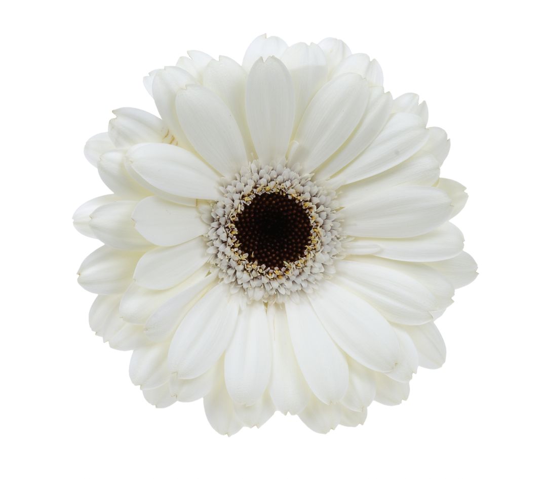 Close-Up of White Gerbera Daisy Isolated on White Background - Free Images, Stock Photos and Pictures on Pikwizard.com