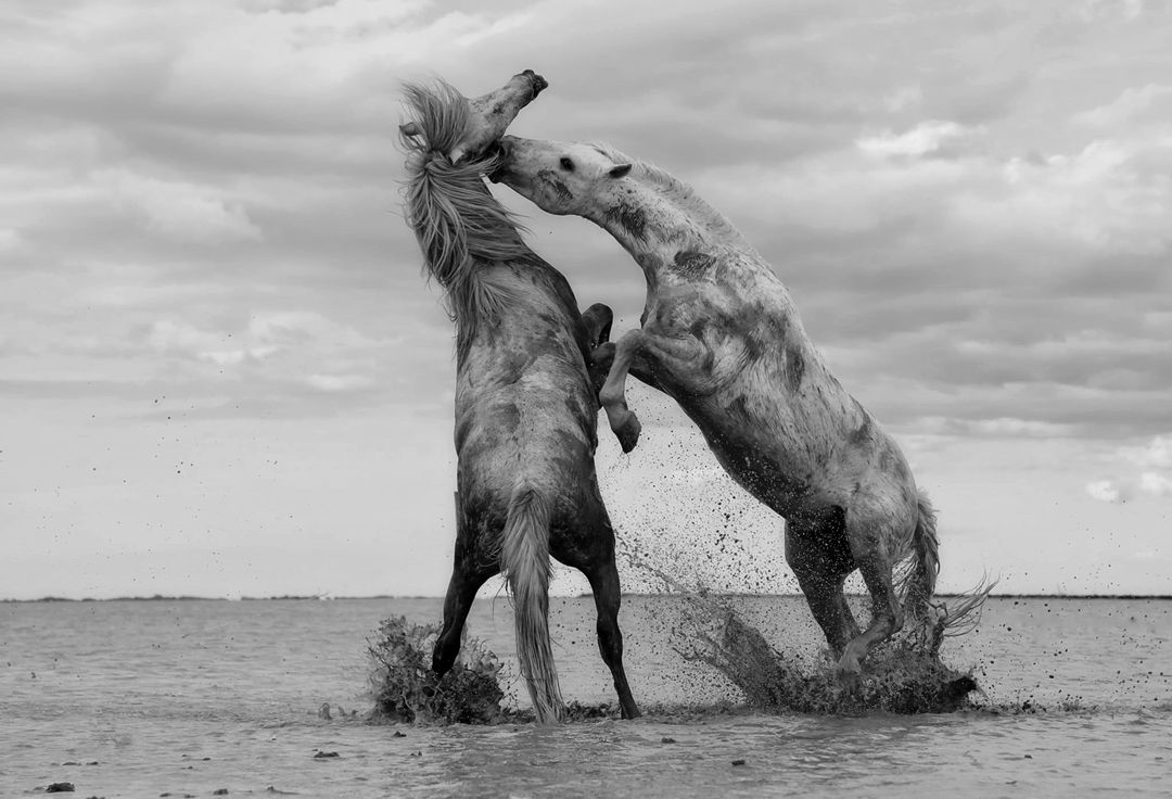 2 Horse Fighting on Shallow Water Grayscale Photo - Free Images, Stock Photos and Pictures on Pikwizard.com