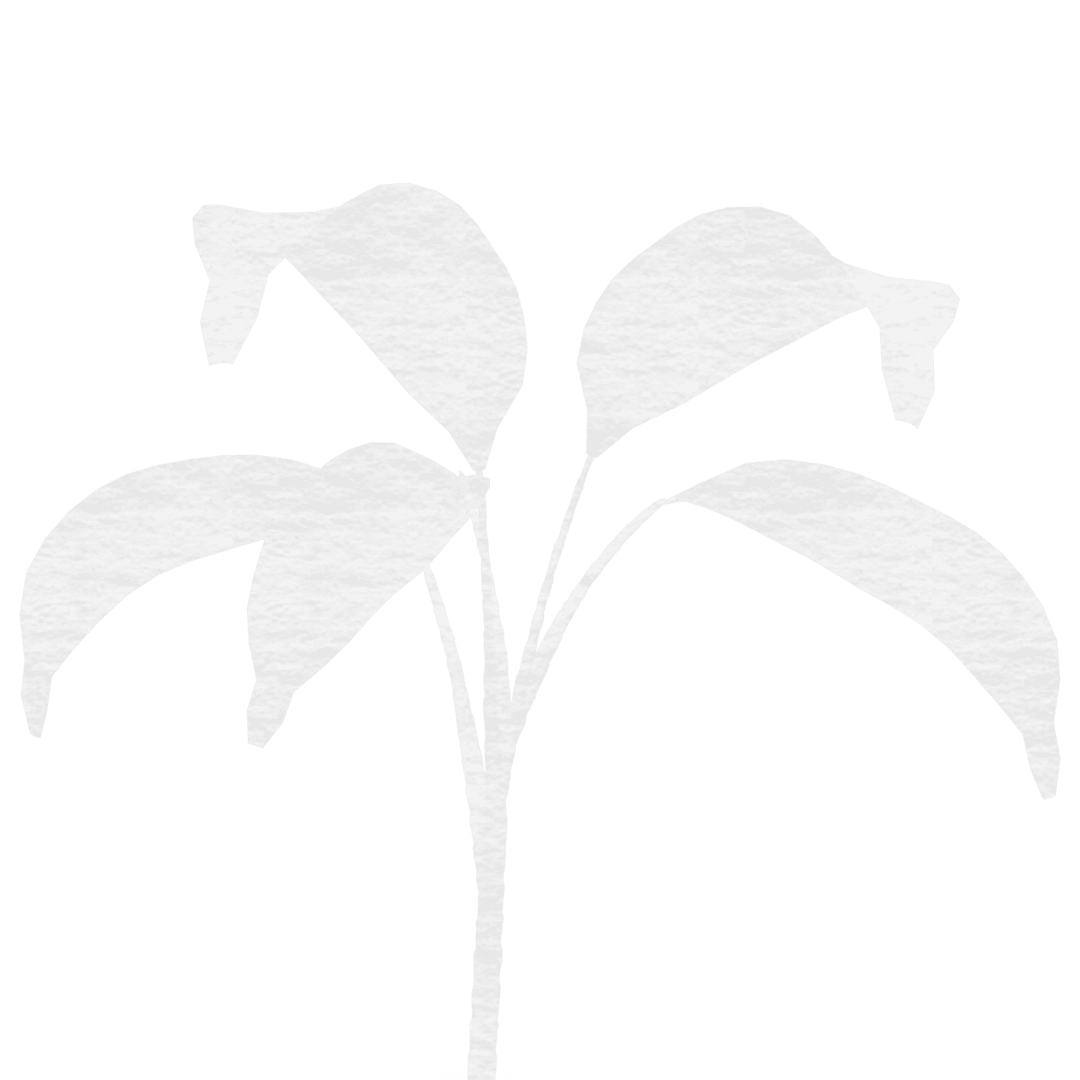 Transparent Illustration of Plant with Stylized Leaves on White