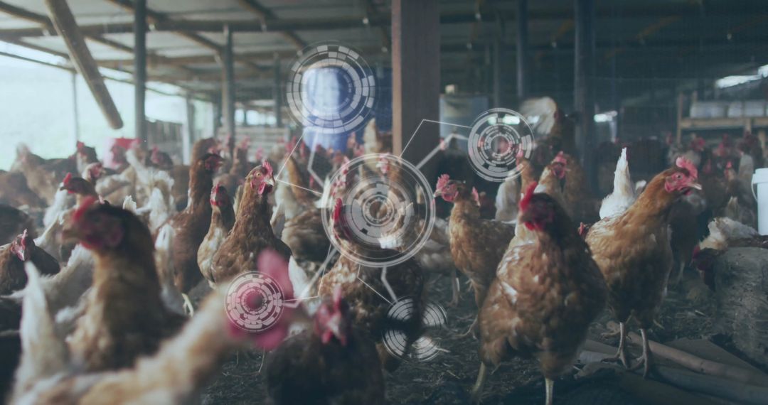 Modern Poultry Farming with Advanced Technology Monitoring