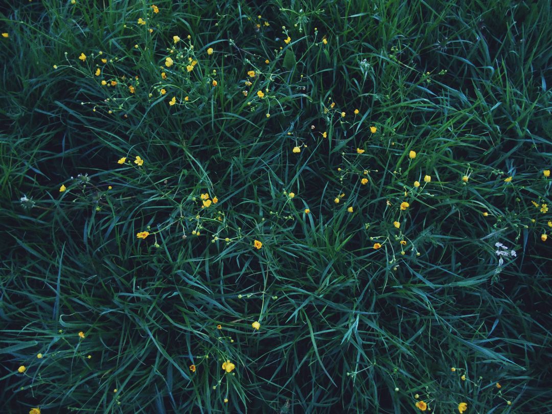 Close-up of Green Grass with Yellow Wildflowers - Free Images, Stock Photos and Pictures on Pikwizard.com