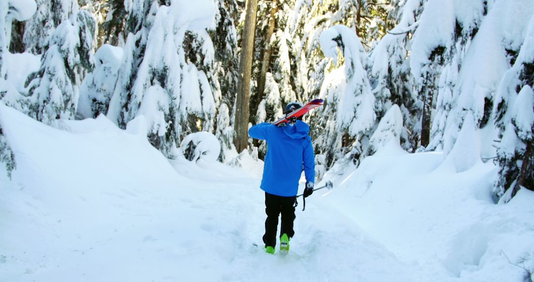 Person Hiking Through Snowy Forest Carrying Skis - Free Images, Stock Photos and Pictures on Pikwizard.com