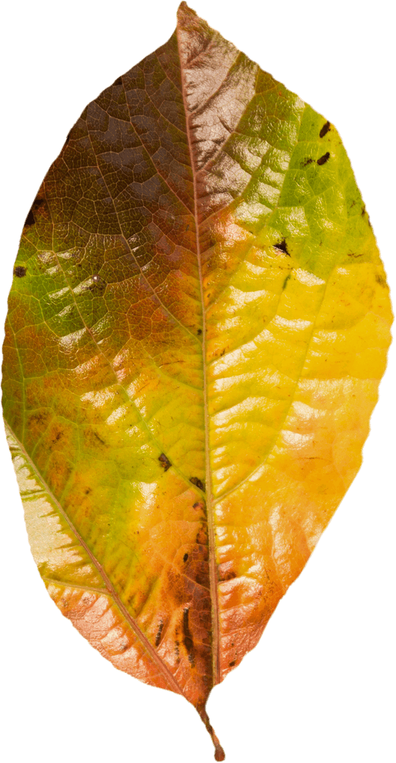 Transparent Autumn Leaf with Changing Colors and Veiny Texture