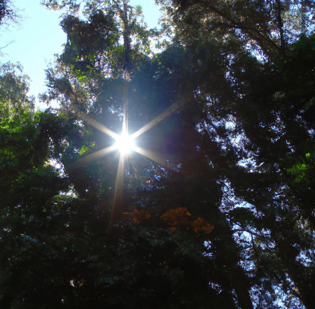 Image of star light shining amongst trees in forest - Free Images, Stock Photos and Pictures on Pikwizard.com