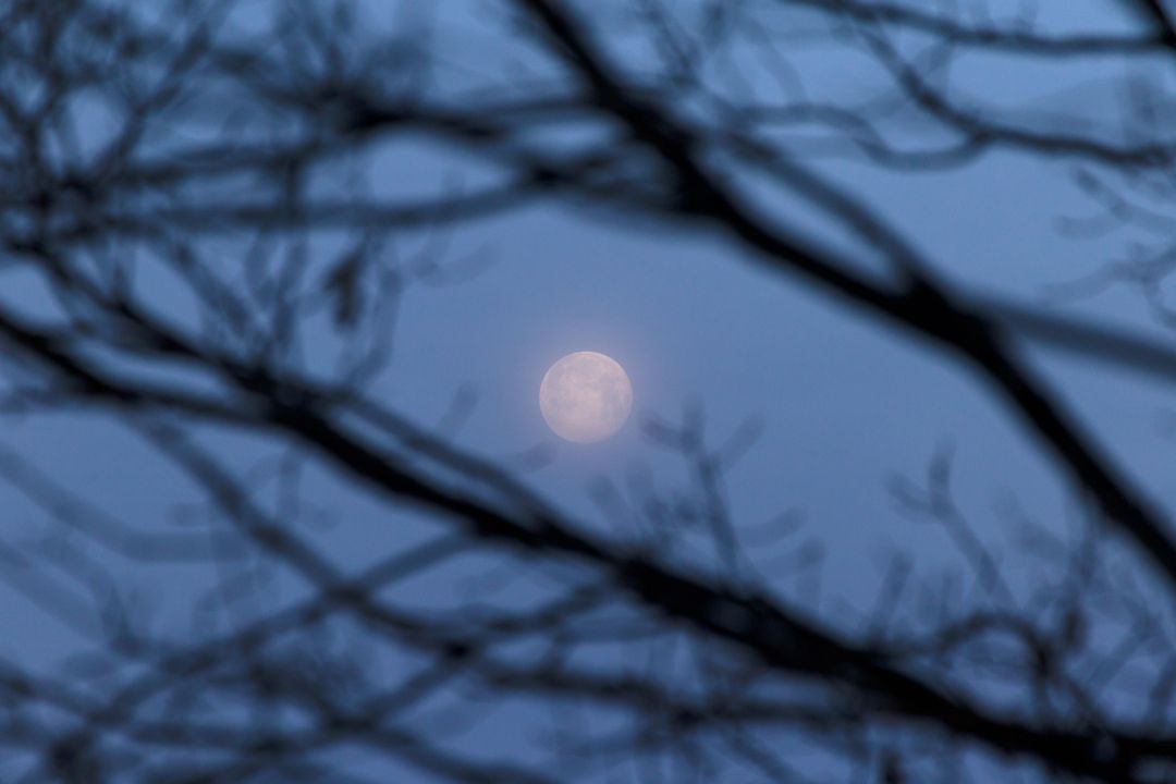 Silhouetted Branches Framing Full Moon at Twilight