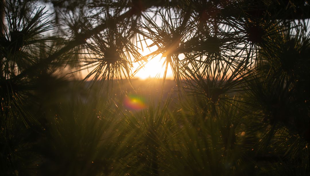 Sunlight filtering through pine needles creating warm backlit bokeh and lens flare