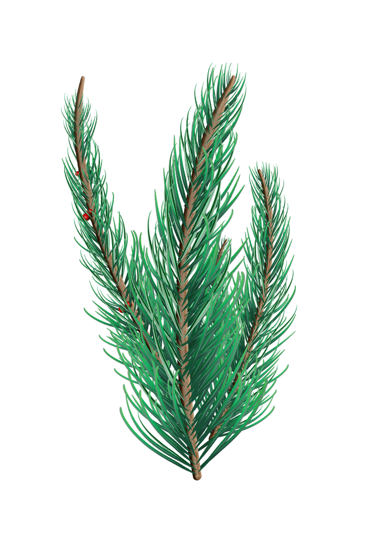 Illustration of Transparent Evergreen Fir Tree Branch
