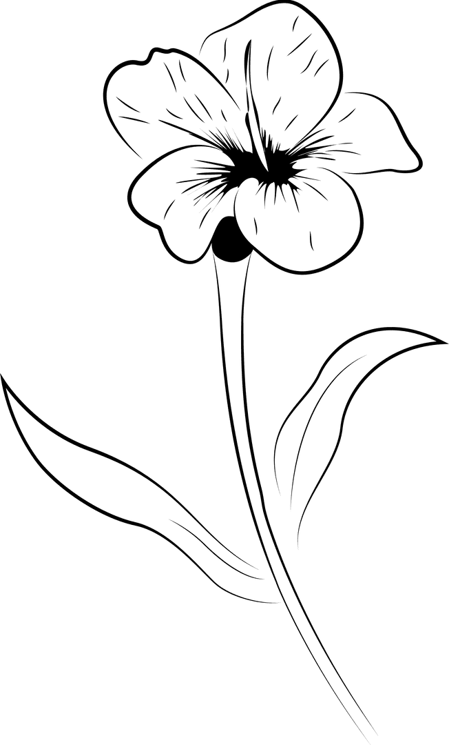 Minimalist Transparent Botanical Line Drawing Illustration