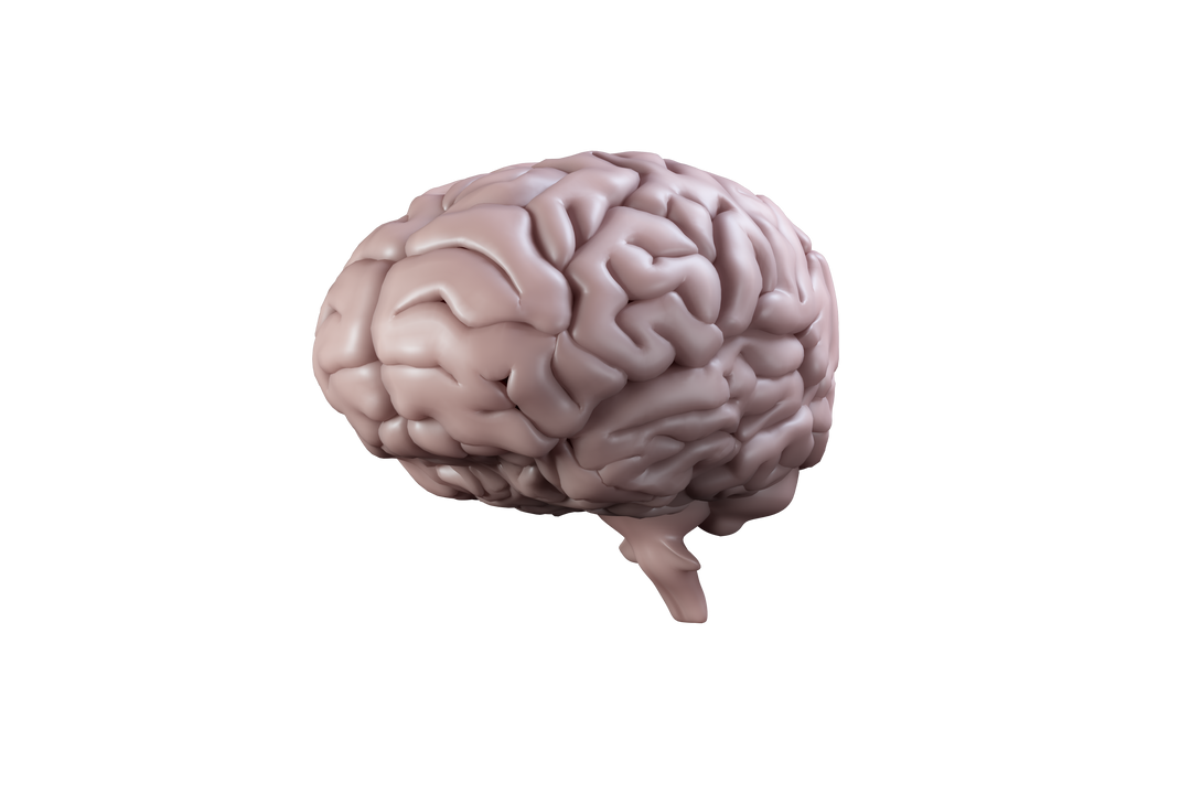 Realistic Digital Brain on Transparent Background - Download Free Stock Images Pikwizard.com