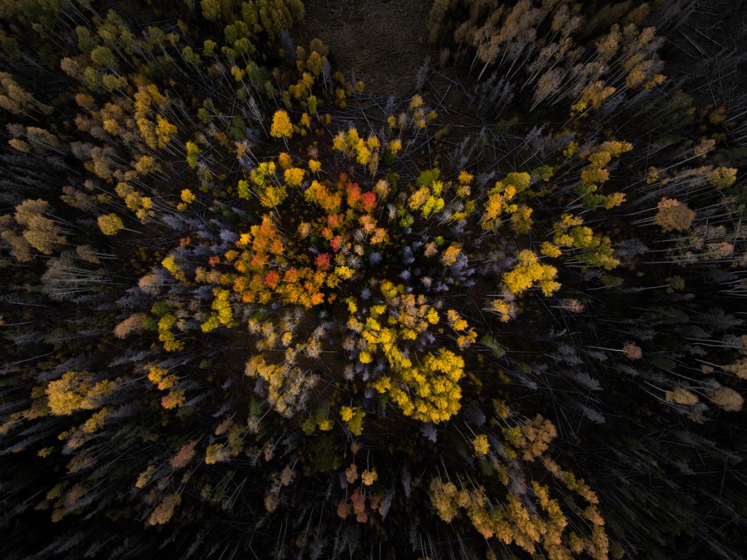 Drone View of Autumn Forest with Colorful Canopy - Free Images, Stock Photos and Pictures on Pikwizard.com