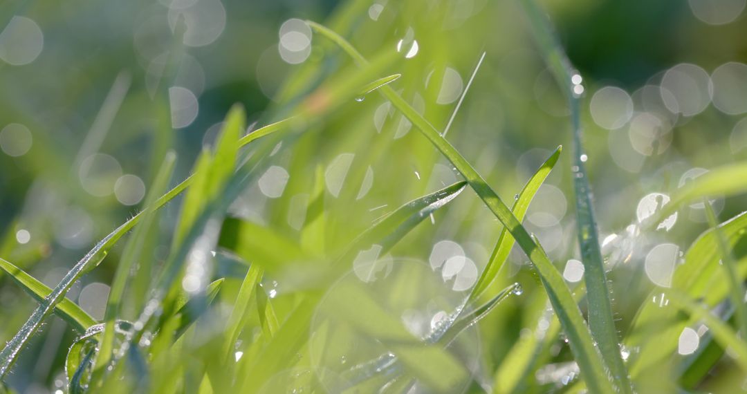 Dew-covered grass blades glistening in morning sunlight - Free Images, Stock Photos and Pictures on Pikwizard.com