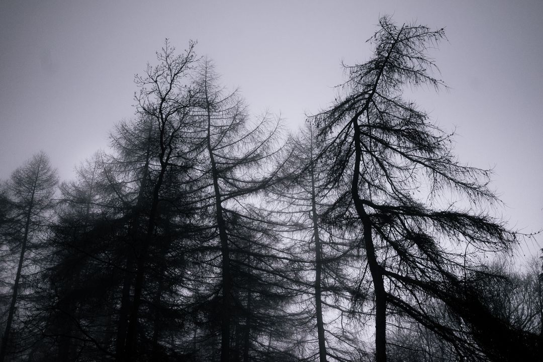 Foggy Forest with Bare Trees and Overcast Sky - Free Images, Stock Photos and Pictures on Pikwizard.com