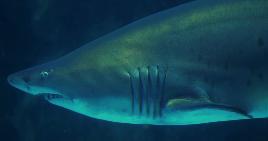 A close-up of a shark underwater, showcasing its sleek body and gills - Free Images, Stock Photos and Pictures on Pikwizard.com