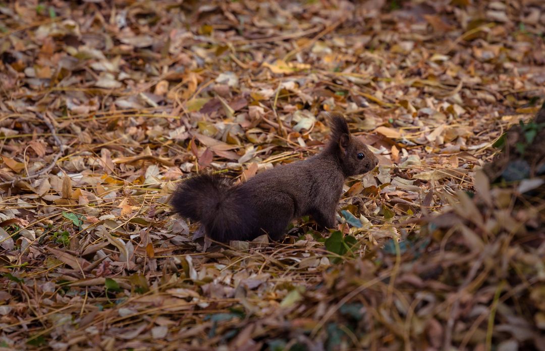 Brown Squirrel Exploring Autumn Leaves in Forest - Free Images, Stock Photos and Pictures on Pikwizard.com