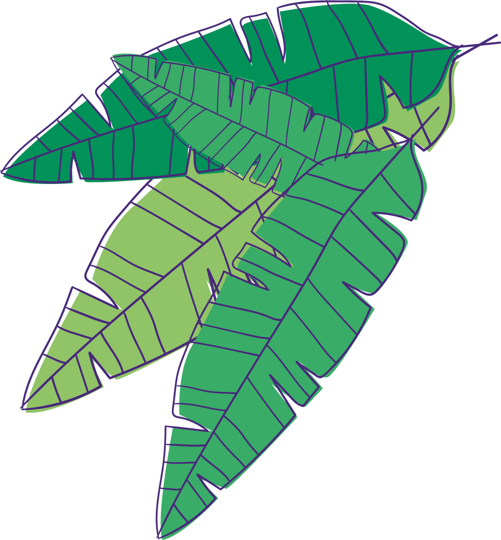 Cluster of Overlapping Tropical Banana Leaves in a Transparent Background