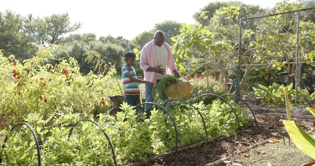 Happy senior african american grandfather and grandson picking vegetables in sunny vegetable garden - Free Images, Stock Photos and Pictures on Pikwizard.com