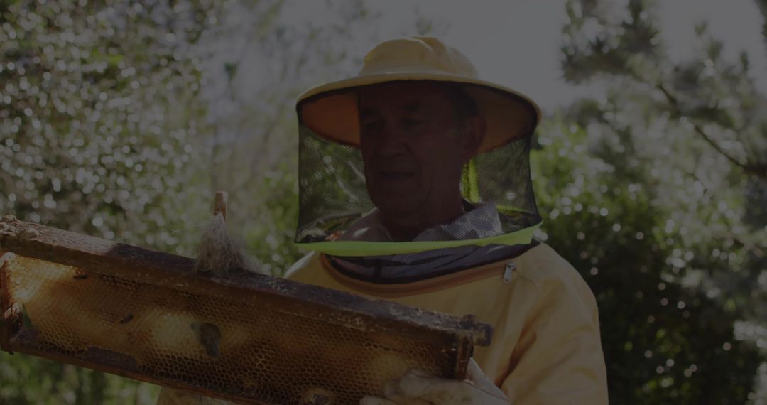 Senior Beekeeper Inspecting Honeycomb Frame in Sunlit Apiary