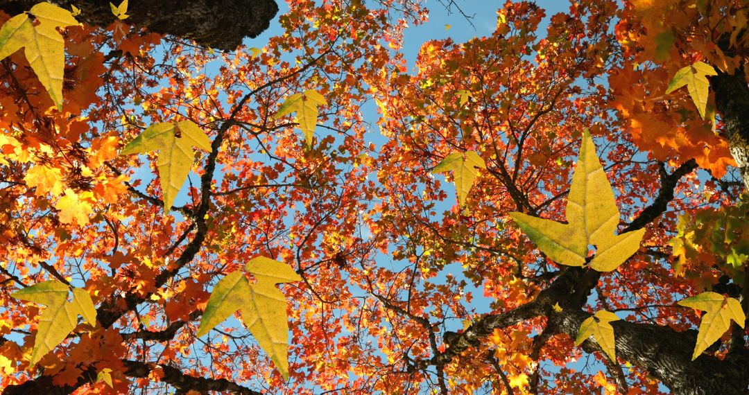 Autumn Leaves in Low Angle View Against Blue Sky