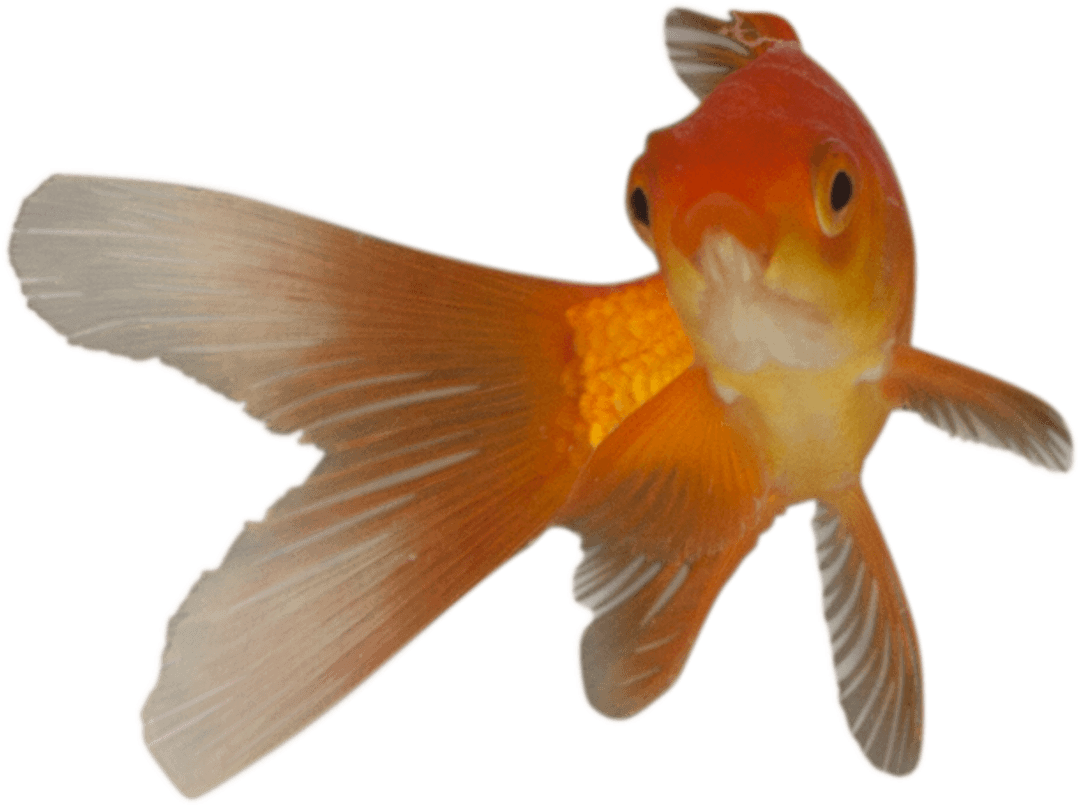 Transparent Goldfish With Graceful Flowing Fins