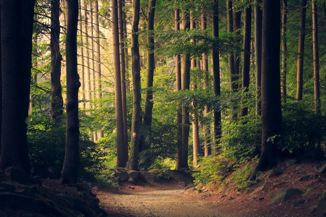 Serene Forest Path in Sunlight - Free Images, Stock Photos and Pictures on Pikwizard.com