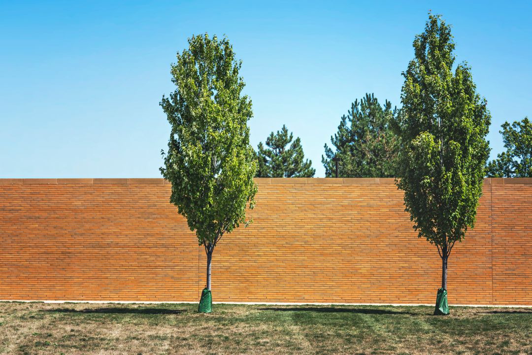 Two Green Trees Against Minimalist Brick Wall Under Blue Sky - Free Images, Stock Photos and Pictures on Pikwizard.com