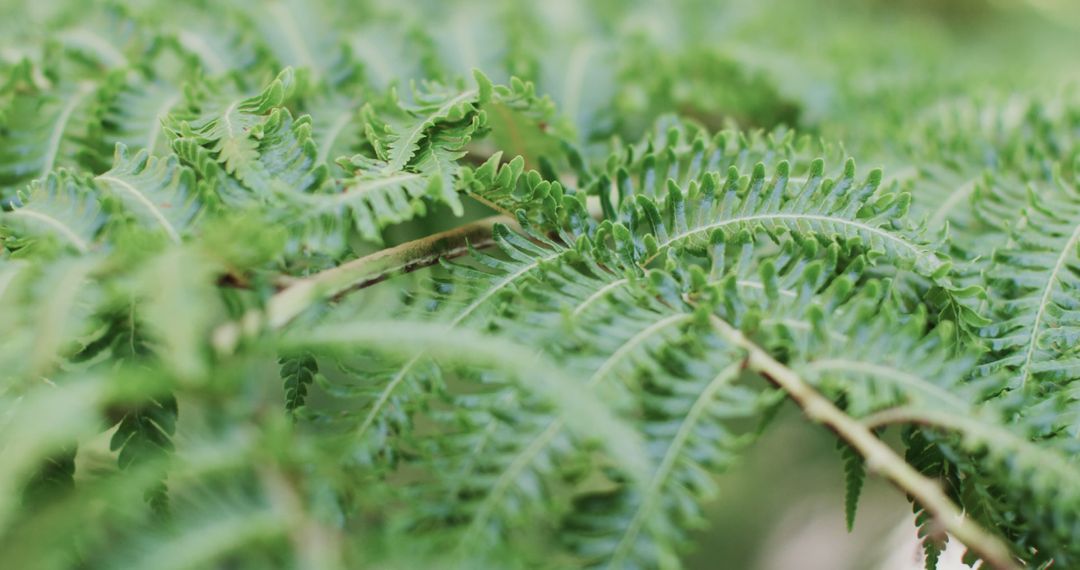 Close-Up of Verdant Green Fern Leaves in Nature - Free Images, Stock Photos and Pictures on Pikwizard.com